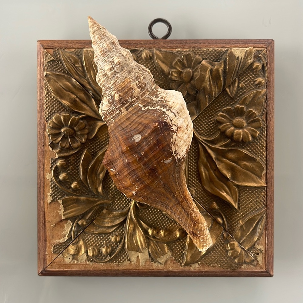 Museum Bees - conch shell
